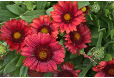 Avysa MESA RED GAILLARDIA Seed(30 per packet)