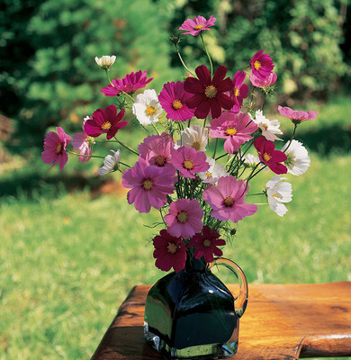 CYBEXIS LX-98 - Cosmos Flower pack - (90 Seeds) Seed(90 per packet)