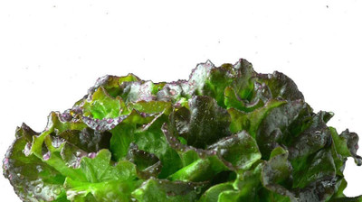 WILLVINE VVI-550 Bronze Mignonette Butterhead Lettuce Seeds Seed(200 per packet)
