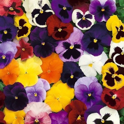 OGIVA Viola (Pansy) - Swiss Giant Florist Mix Seed(500 per packet)