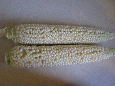 VibeX ® XLR-599 Country Gentleman Shoepeg Corn Seed(500 per packet)