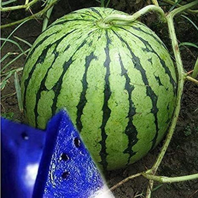 CYBEXIS TLX-24 - Watermelon Fruit Blue - (1350 Seeds) Seed(1350 per packet)