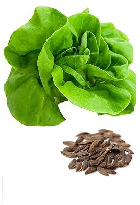 Quentova Tom Thumb Lettuce 1gm-NDIR-5P Seed(800 per packet)
