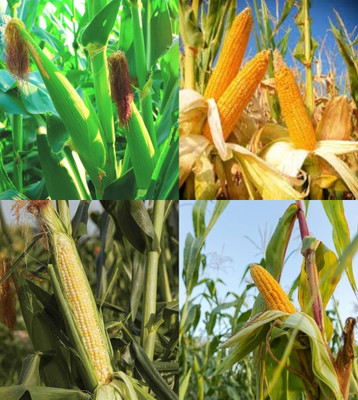 ibains Baby corn seeds for home garden beez 71 Seed(71 per packet)