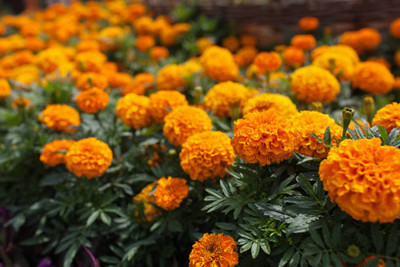 Gardener Bhabi marigold/gende ka phool flower seeds Seed(50 per packet)