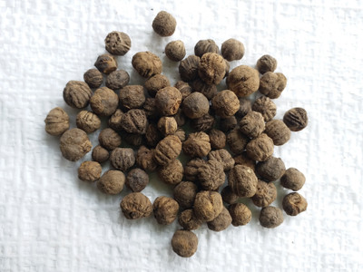 EasySeeds Sagwan:Teakwood:Sagun:Tekku:Tectona Grandis Seed(10 per packet)