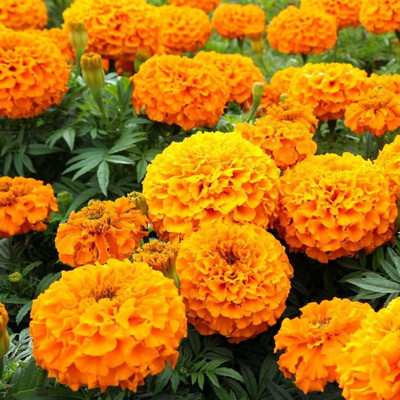 DEYS AGRO ™ hybrid marigold flower plant seeds 51 Seed(51 per packet)