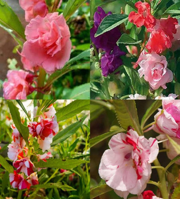 ibains Rose balsam flower seeds beez 70 Seed(70 per packet)