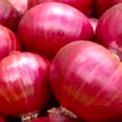 KNESSiN F1 Hybrid Red Creole Onion Seeds For Gardening-(1200 Seeds) Seed(1200 per packet)
