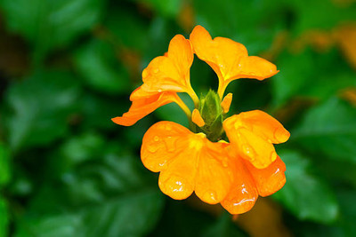 nature boon kanakambaram-firecracker-crossandra Seed(16 per packet)