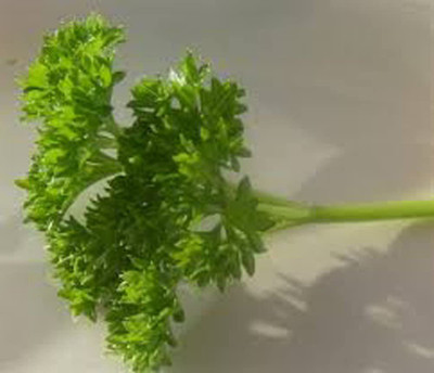 CYBEXIS XLR-6 - Curled Parsley - (2250 Seeds) Seed(2250 per packet)