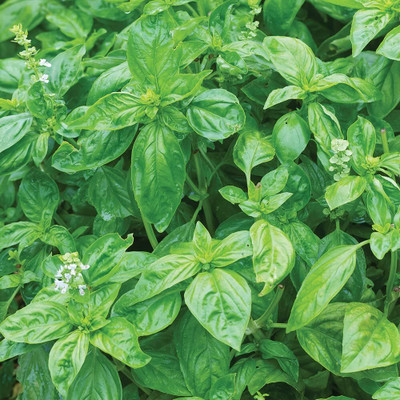 CYBEXIS GUA-32 - Sweet Large Leaf Basil - (4500 Seeds) Seed(4500 per packet)