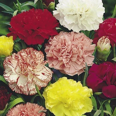 CYBEXIS CARNATION GIANT CHABAUD MIXED VARIETY Seed(50 per packet)