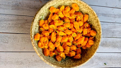 Biosnyg Heirloom Naga Yellow Chilli Seeds For Kitchen Gardening-(4000 Seeds) Seed(4000 per packet)