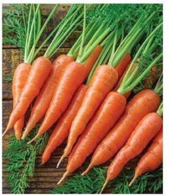 Aavik Red Carrot Vegetable Seed(50 per packet)