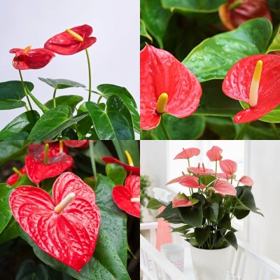 ibains Anthurium flower seeds 17 Seed(17 per packet)