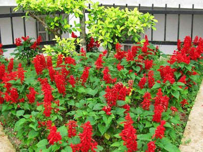 Aywal Salvia F1 Hybrid Mixed Seed(80 per packet)