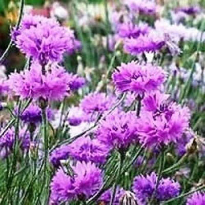 ACCELCROP Cornflower Dwarf Double Mix Flower Seed(30 per packet)