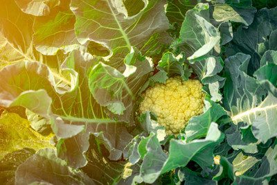 ginnienterpris white cauliflower,gobhee seeds Seed(14 per packet)