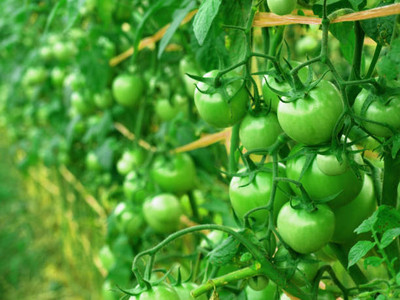 VERTISE tomato Seed(55 per packet)