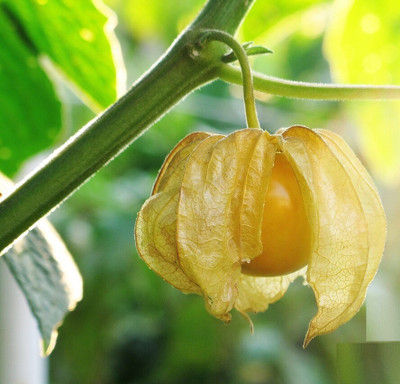 QALANDAR Cherry Husk - Cape Gooseberry Seed(20 per packet)