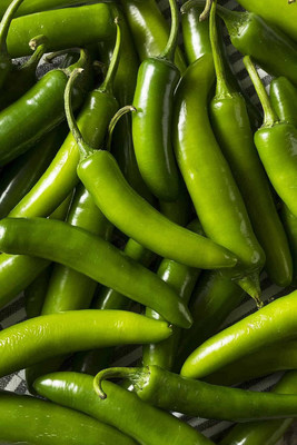 WILLVINE VMR -IX Hybrid Bengali Surajmukhi Chilli[50gm, 10000 Seeds] Seed(10000 per packet)