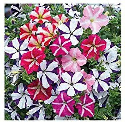 MAA Petunia Seed(190 per packet)