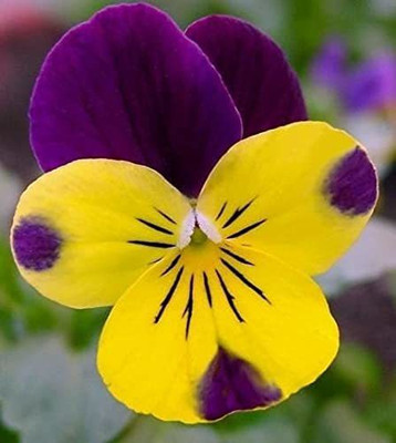 ACCELCROP Pansy Viola Mixed Flower Seed(70 per packet)