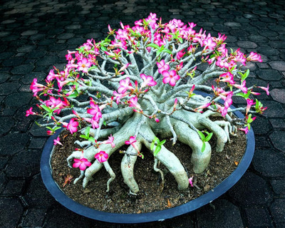 Qualtivate VVI-756 Mixed Color Desert Rose Seeds Seed(30 per packet)
