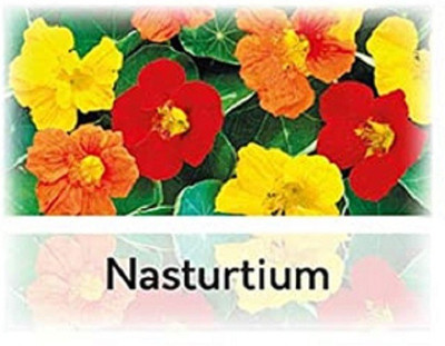 CYBEXIS Nasturtium Flower Seeds-50 Seeds Seed(50 per packet)
