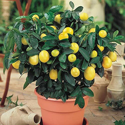 CRGO LEMON , NIMBU Seed(40 per packet)