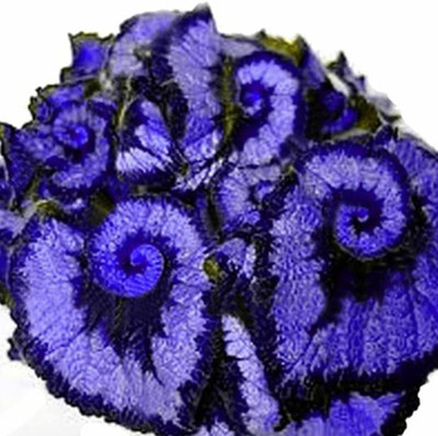 VibeX LX-64 - Begonia (Double Color)(Purple)(Sapphire Blue) - (90 Seeds) Seed(90 per packet)
