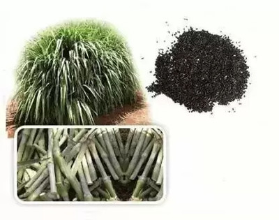 grassland GRASSLAND SUPER NAPIER GRASS SEED HIGH YIELD Seed(3000 per packet)