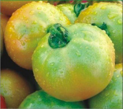 CYBEXIS N.S.-812 Hybrid Tomato1000 Seeds Seed(1000 per packet)