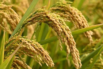 BDSresolve Dhan Paddy Seeds Vadlu For Pooja, Germination Seed(2600 per packet)