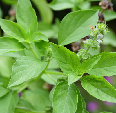 Qualtivate NDIR-13 Lemon Basil Seeds Seed(1000 per packet)