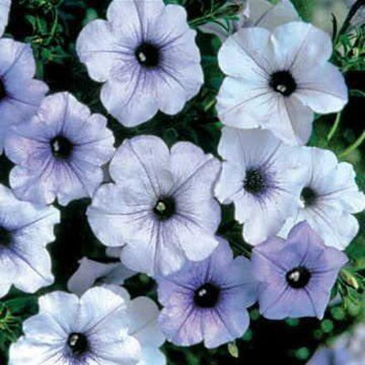 VibeX VXI-70 - Tidal Wave Silver Petunia - (60 Seeds) Seed(60 per packet)