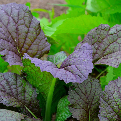 CYBEXIS TLX-24 - Red Giant Mustard - (2250 Seeds) Seed(2250 per packet)