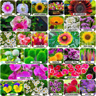 BHUSAN 25 variety flower seeds combo pack with instruction manual Seed(2100 per packet)