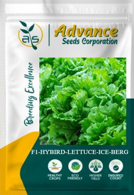 GARDENIFY INDIA FRESH F1 HYBRID ICEBERG LETTUCE CRISP & REFRESHING SEEDS & PLANT Seed(5 g)