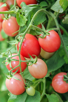 GEZ tomato Seed(145 per packet)