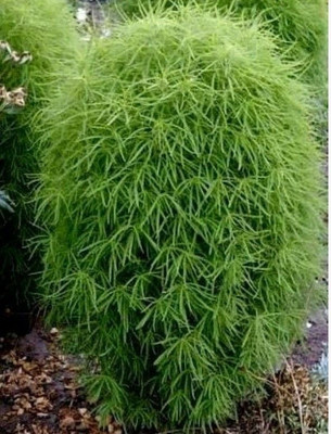 Avysa KOCHIA PLANT SEEDS Seed(30 per packet)