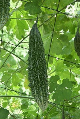 CYBEXIS GUA-66 - Bitter Gourd (करेला) NT-77 - (900 Seeds) Seed(900 per packet)