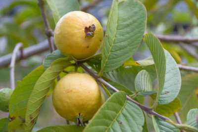 Flipkart SmartBuy Guava Jaam Amrood Seed(20 per packet)