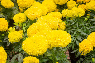 SM PLUS marigold,gende ka phool seeds Seed(20 per packet)