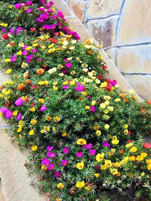 CEZIUS High Germination Wonderful Moss Rose Portulaca Mix Seed(90 per packet)