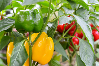 KNESSiN Heirloom Bellboy Mixed Capsicum Vegetable Seeds For Gardening-(400 Seeds) Seed(400 per packet)