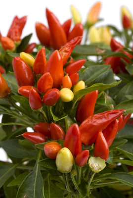 Biosnyg Fast Growing Tabasco Hot Pepper Seeds For Gardening-(1000 Seeds) Seed(1000 per packet)