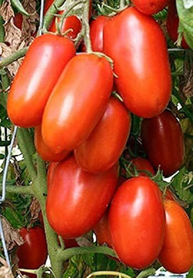 LPR TOMATO SEEDS Seed(30 per packet)