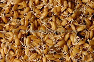 Biosnyg Wheatgrass Seeds Perfect for Sprouting & Hydroponics-(5000 Seeds) Seed(5000 per packet)